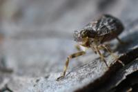 Issus coleoptratus