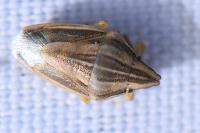 Aelia acuminata