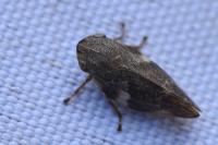 Aphrophora alni