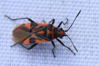 Corizus hyoscyami