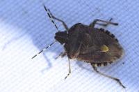 Dolycoris baccarum