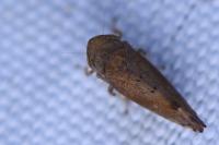 Fieberiella florii