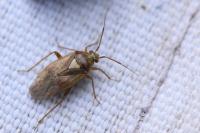 Lygus rugulipennis
