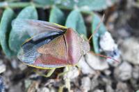 Piezodorus lituratus