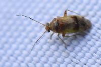 Pinalitus cervinus