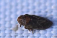 Tettigometra impressopunctata