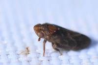 Tettigometra impressopunctata
