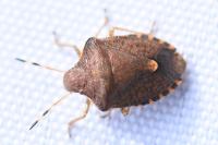 Peribalus strictus
