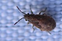Nysius