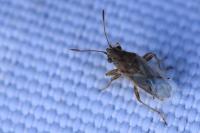Nysius