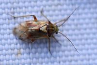 Lygus pratensis