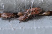 Nysius