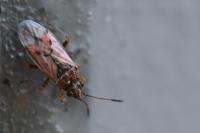 Nysius