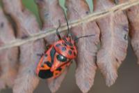 Eurydema ornata