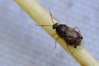 Deraeocoris lutescens