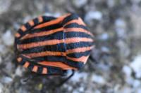 Graphosoma italicum