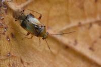 Pinalitus cervinus