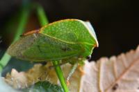Stictocephala alta