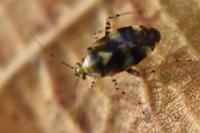 Liocoris tripustulatus