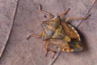 Carpocoris purpureipennis