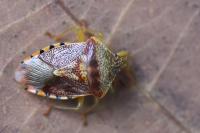 Elasmucha grisea