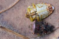 Elasmucha grisea