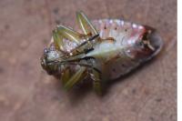 Elasmucha grisea