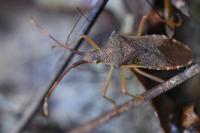 Gonocerus acuteangulatus