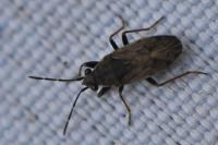 Peritrechus gracilicornis