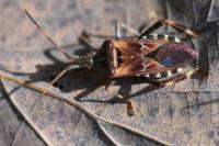 Leptoglossus occidentalis