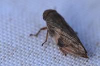 Aphrophora alni