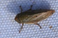 Aphrophora