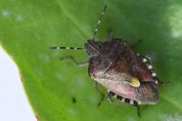 Dolycoris baccarum