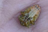 Elasmucha grisea