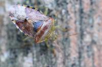 Elasmucha grisea