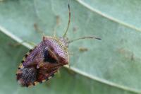 Elasmucha grisea