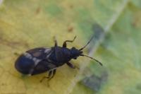 Oxycarenus modestus