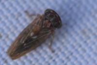 Idiocerus