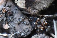 Scolopostethus