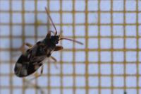 Scolopostethus