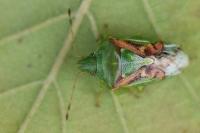 Cyphostethus tristriatus