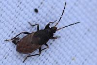 Eremocoris