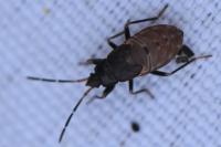 Eremocoris