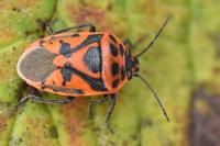 Eurydema ornata