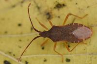 Gonocerus acuteangulatus