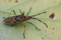 Gonocerus juniperi