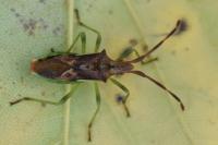 Gonocerus juniperi