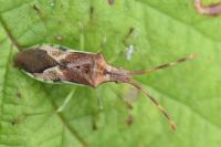 Gonocerus juniperi
