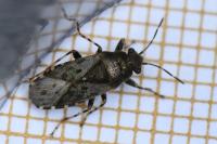 Heterogaster urticae