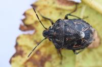 Holcogaster fibulata
